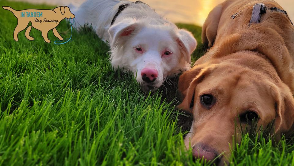 in-tandem-dog-training-alongside-each-other-together